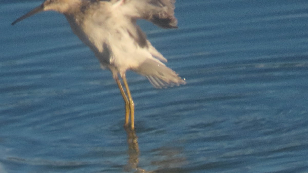 Stilt Sandpiper - ML641536522