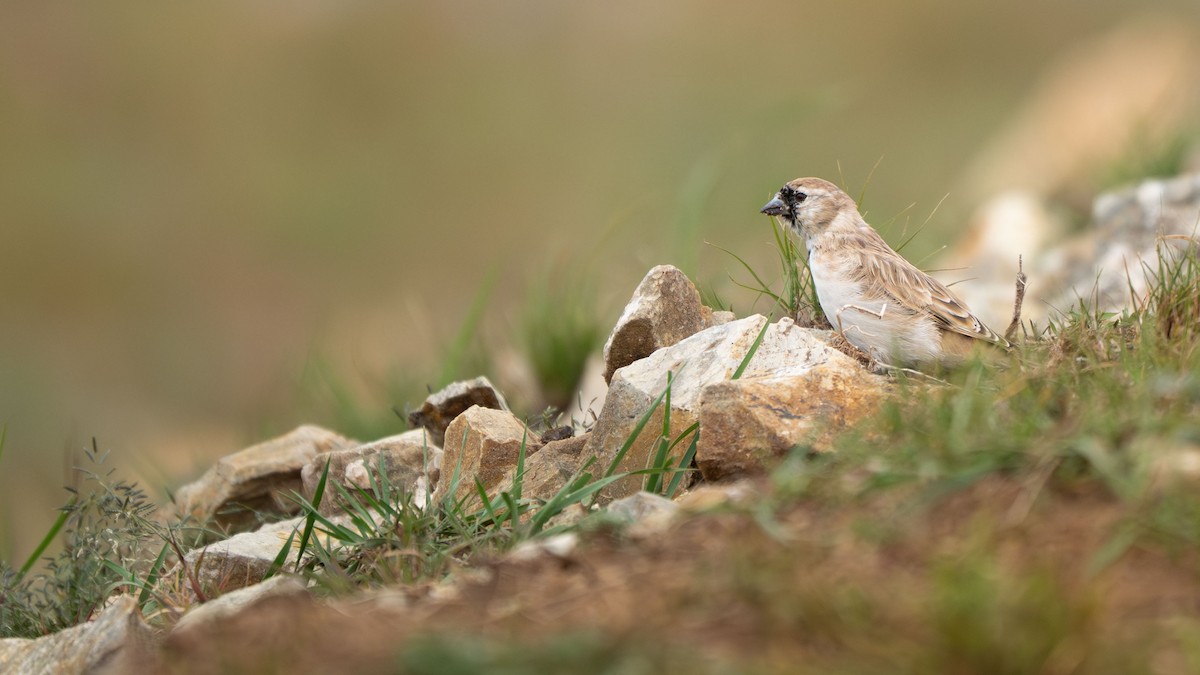 Pere David's Snowfinch - ML641536536