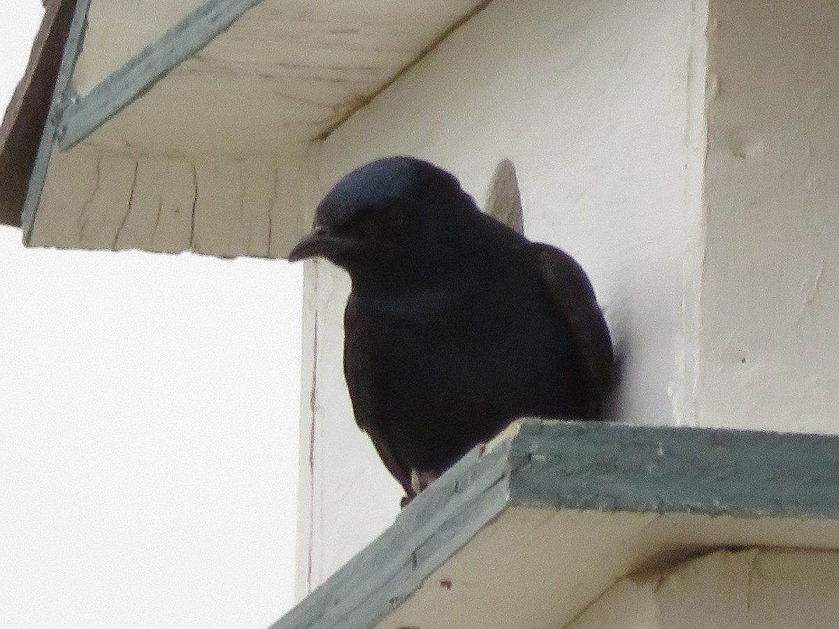Purple Martin - ML641536546