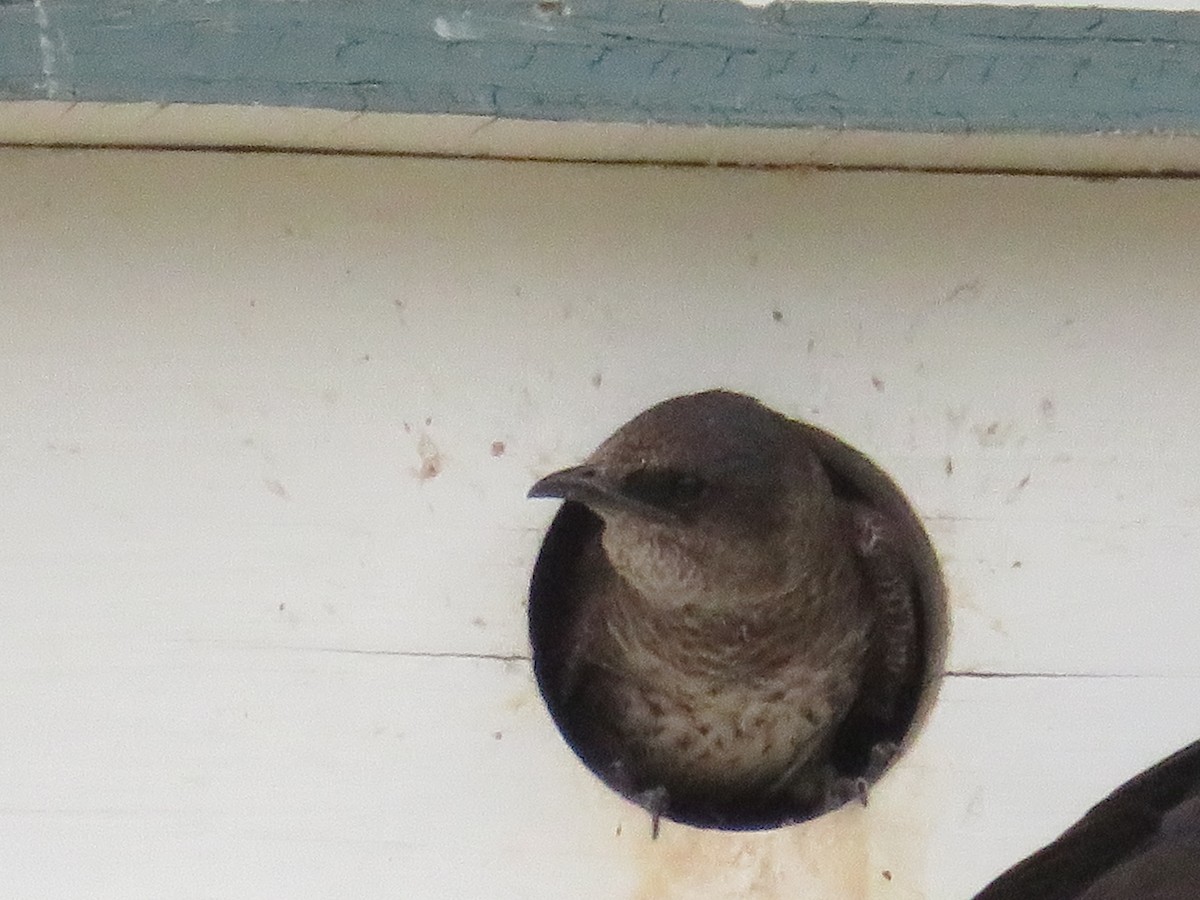 Purple Martin - ML641536547