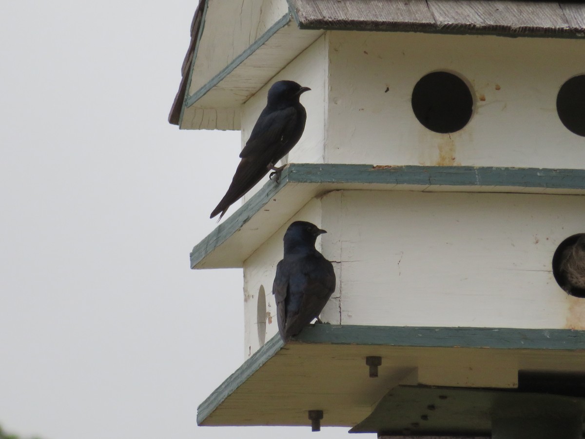 Purple Martin - ML641536548