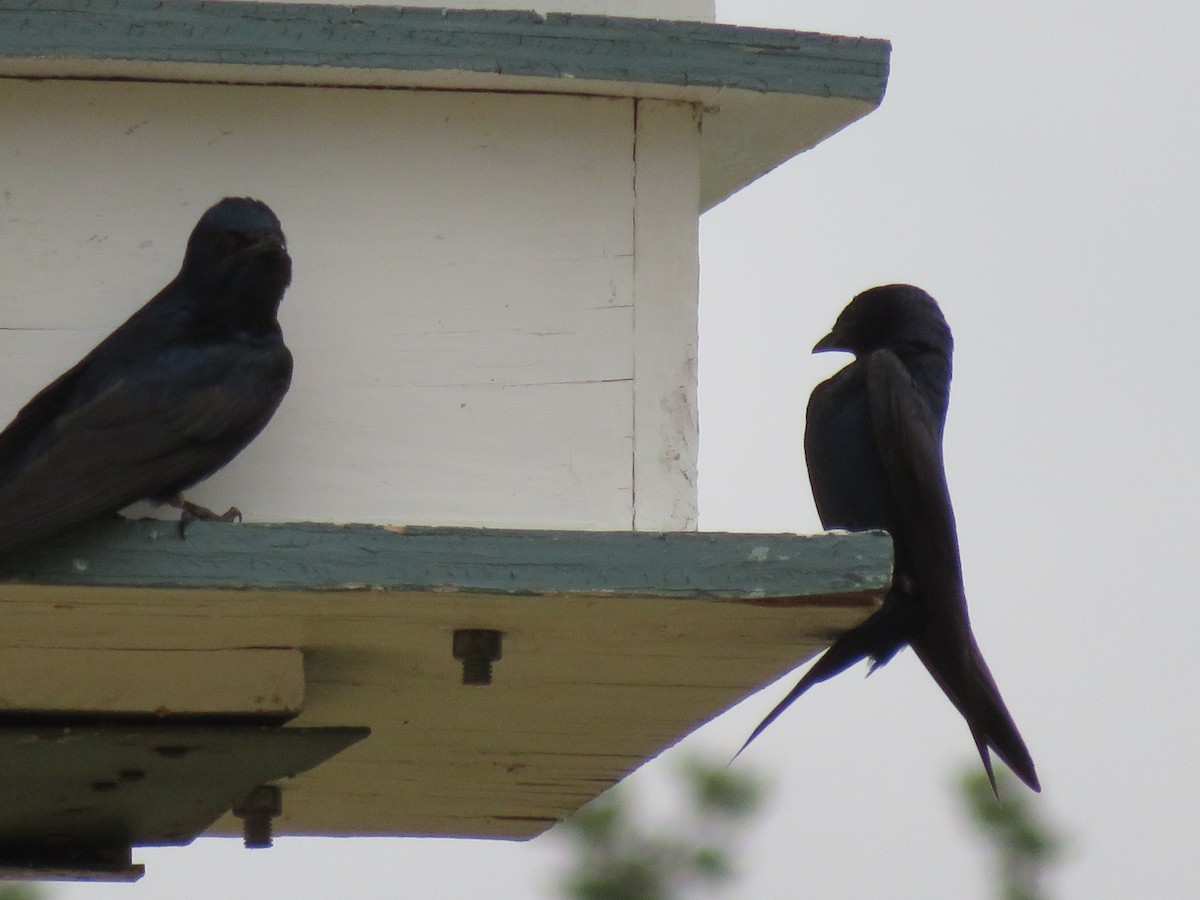 Purple Martin - ML641536549