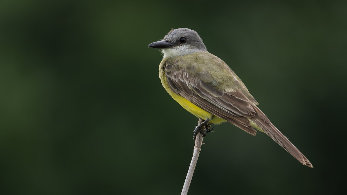 Tropical Kingbird - Neo Morpheus