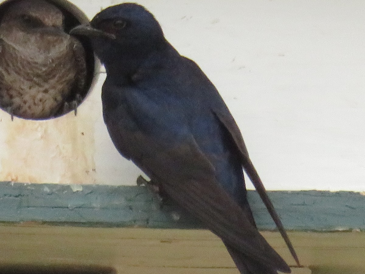 Purple Martin - ML641536552