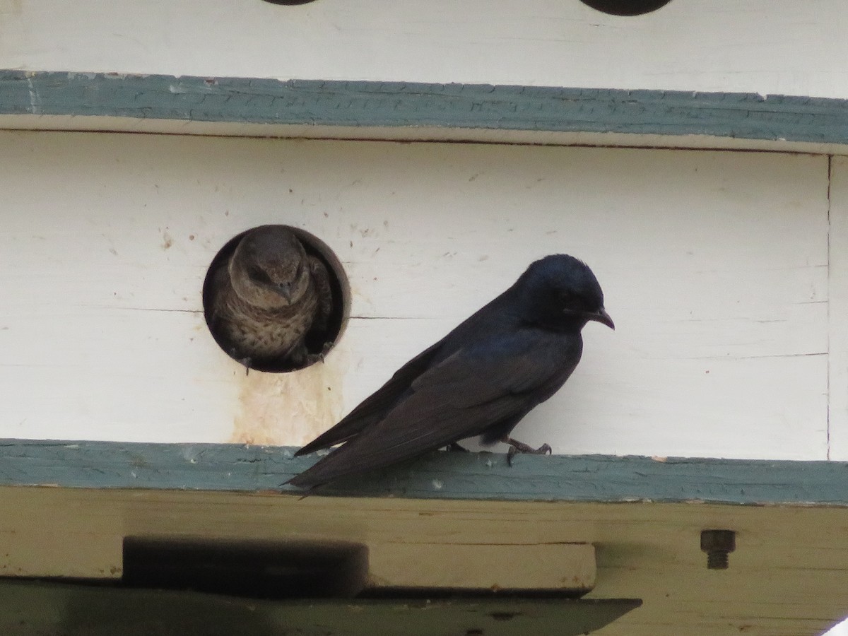 Purple Martin - ML641536554