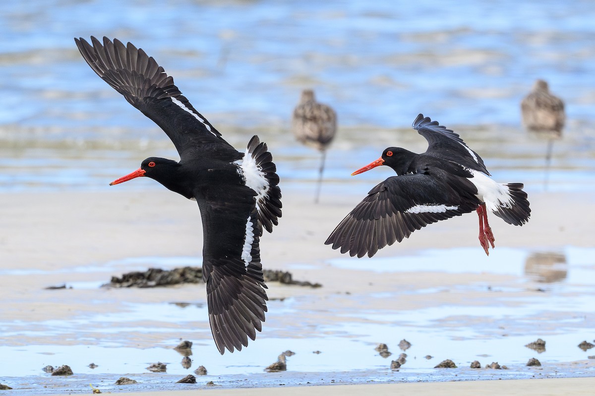 Pied Oystercatcher - ML641536560