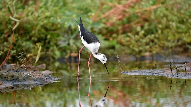 Black-winged Stilt - ML641536565