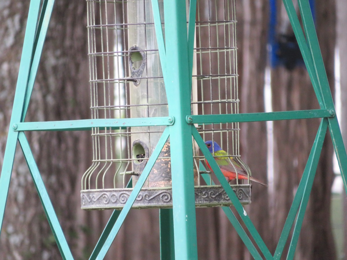 Painted Bunting - ML641536569