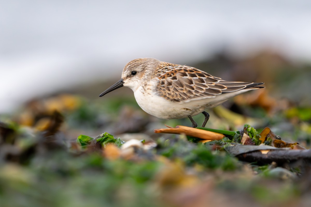 西濱鷸 - ML641536595