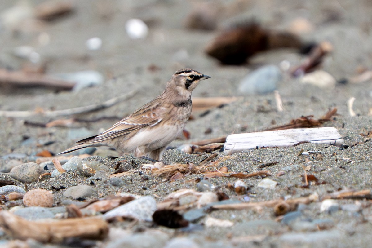 Horned Lark - ML641536607