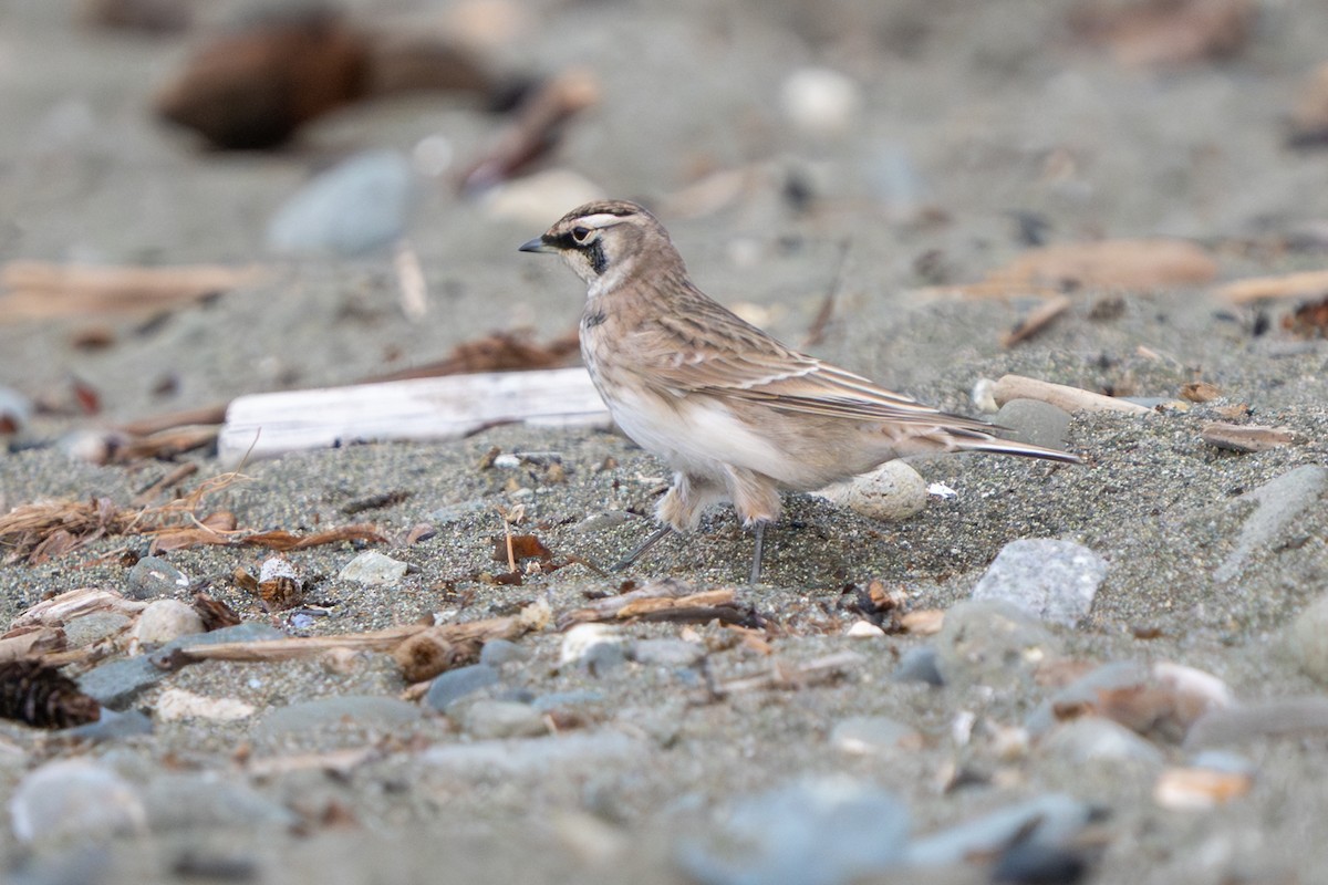 Horned Lark - ML641536608