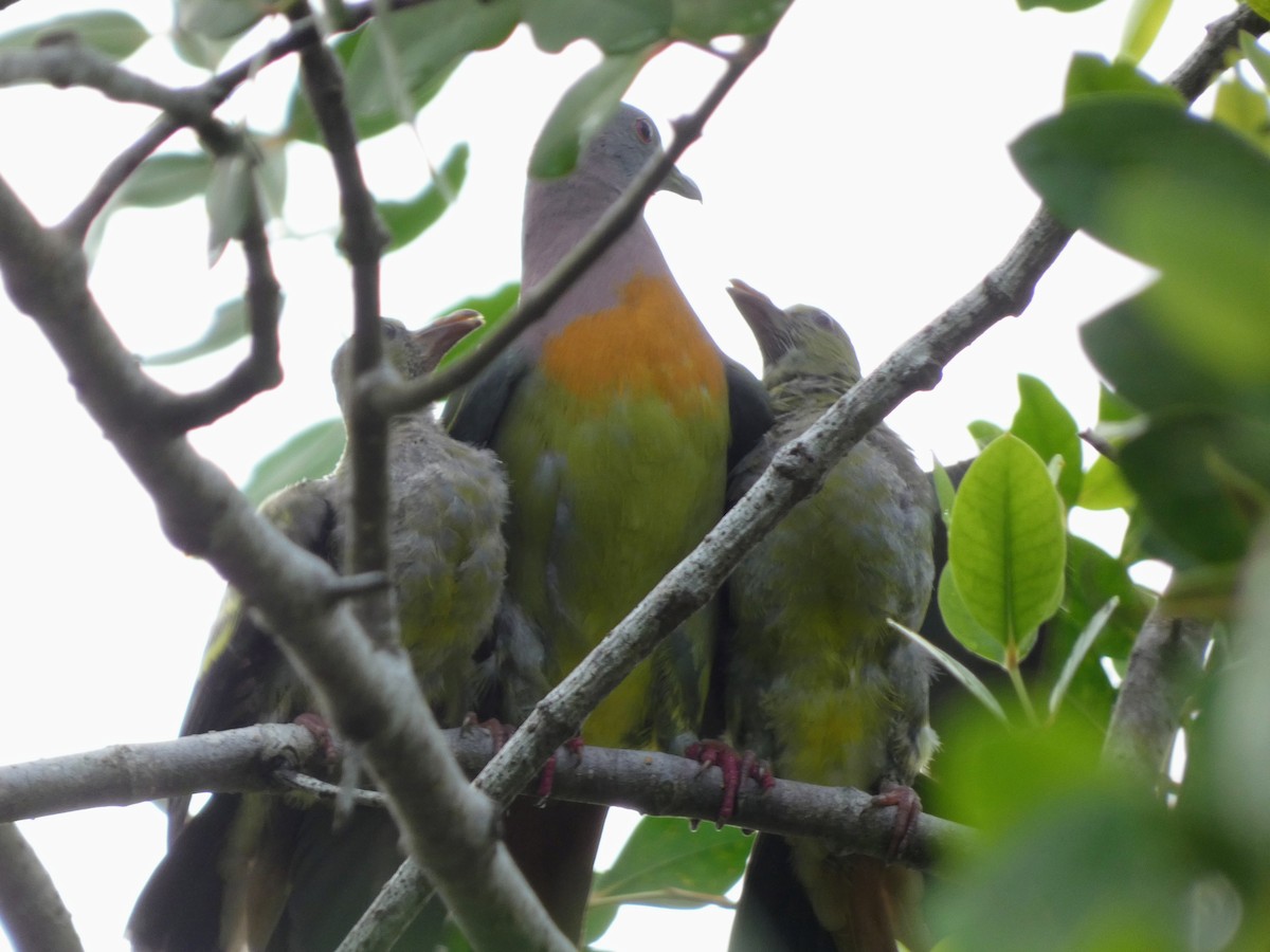 Pink-necked Green-Pigeon - ML641536610