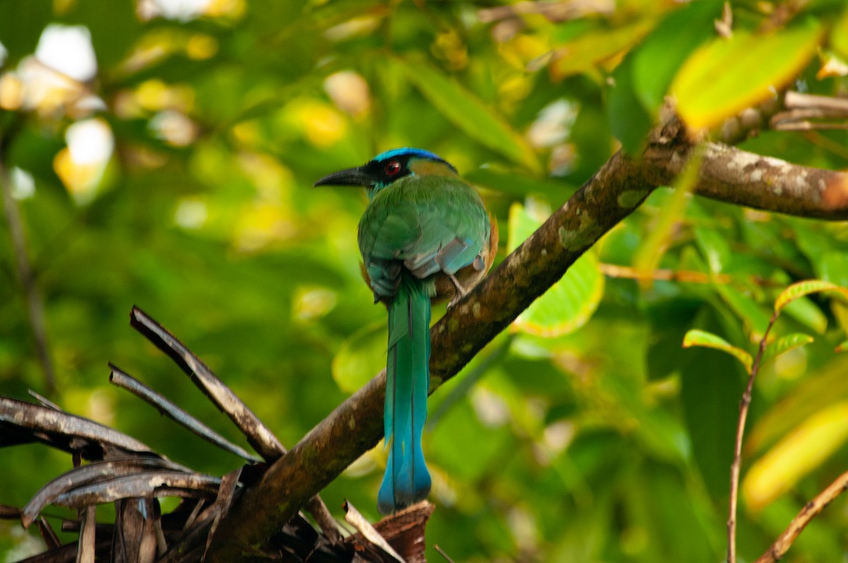 Lesson's Motmot - ML641536614