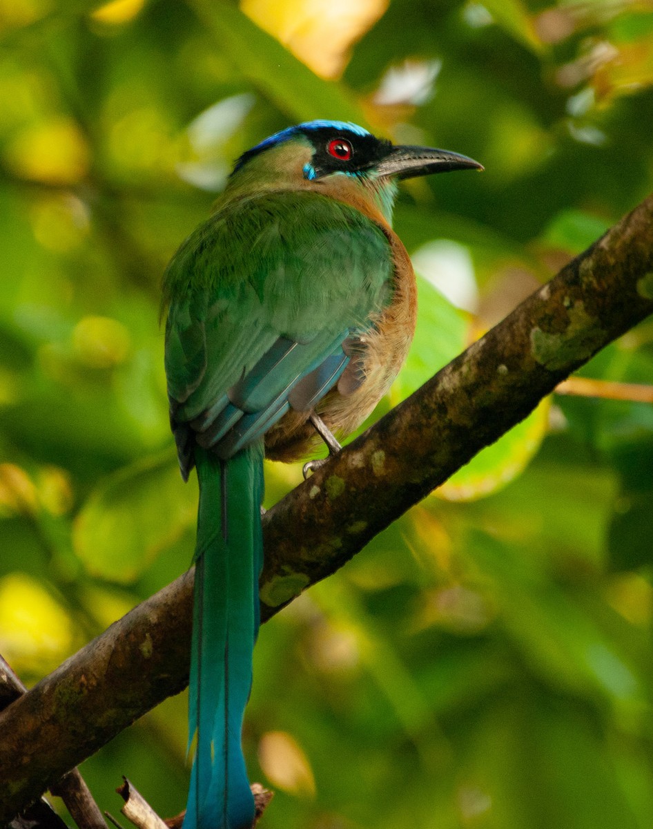 Lesson's Motmot - ML641536615