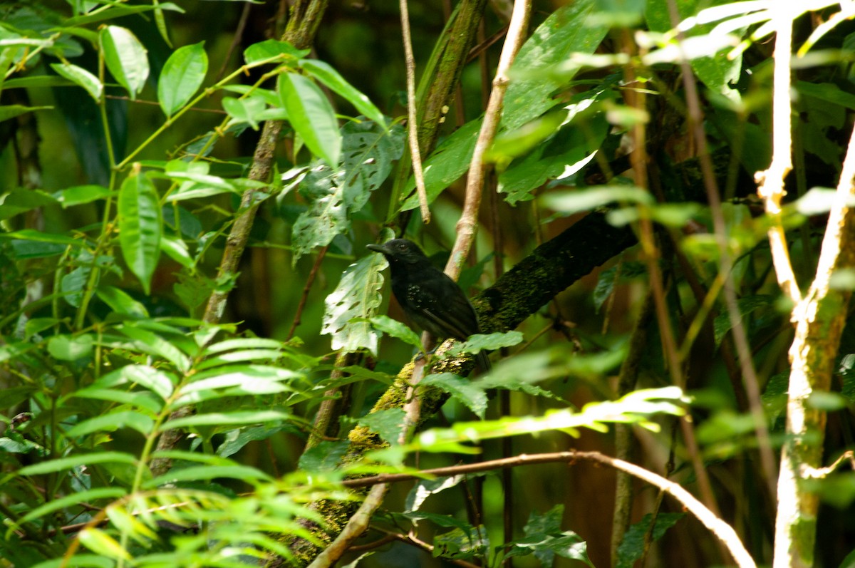 Batará Negruzco - ML641536633