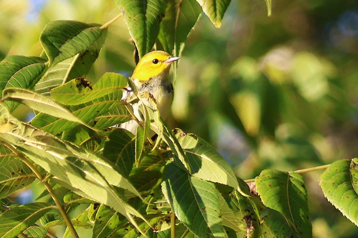 Black-throated Green Warbler - ML641536641