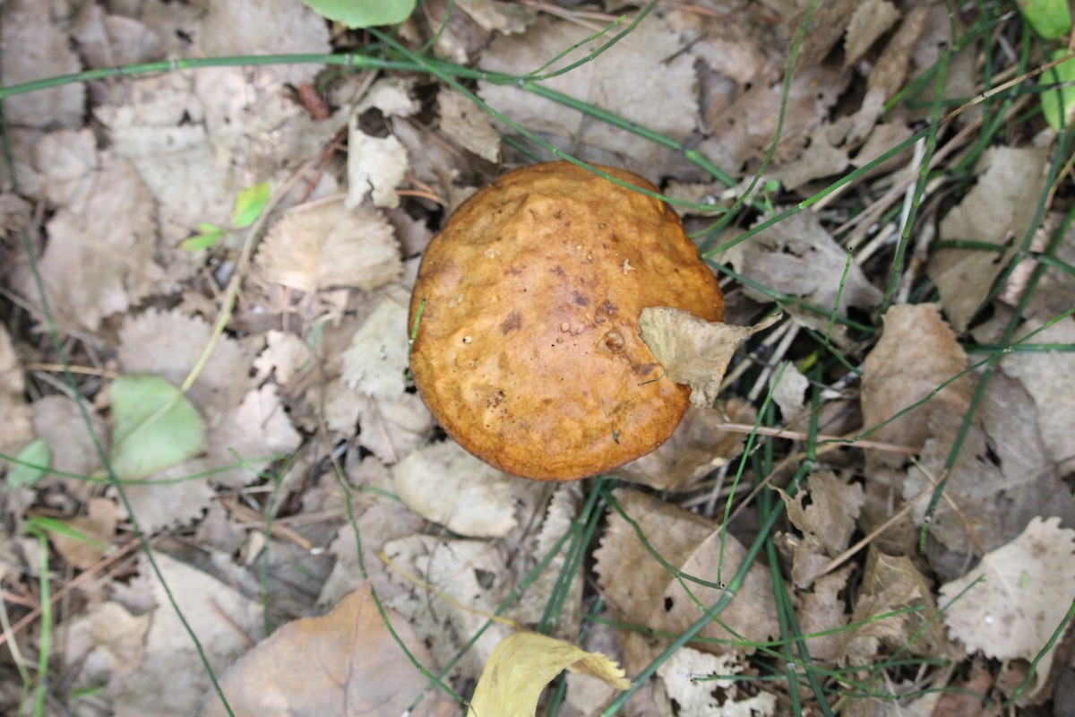 Animals - ML641536643