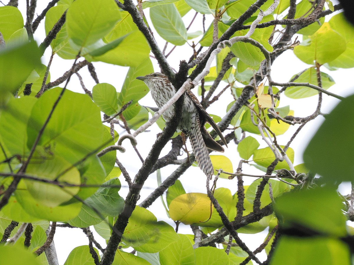 Long-tailed Koel - ML641536648