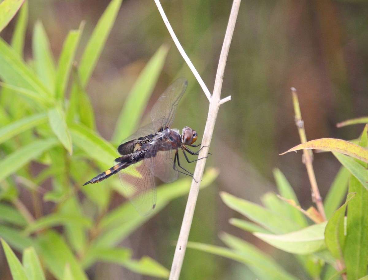 Black Saddlebags - ML641536658