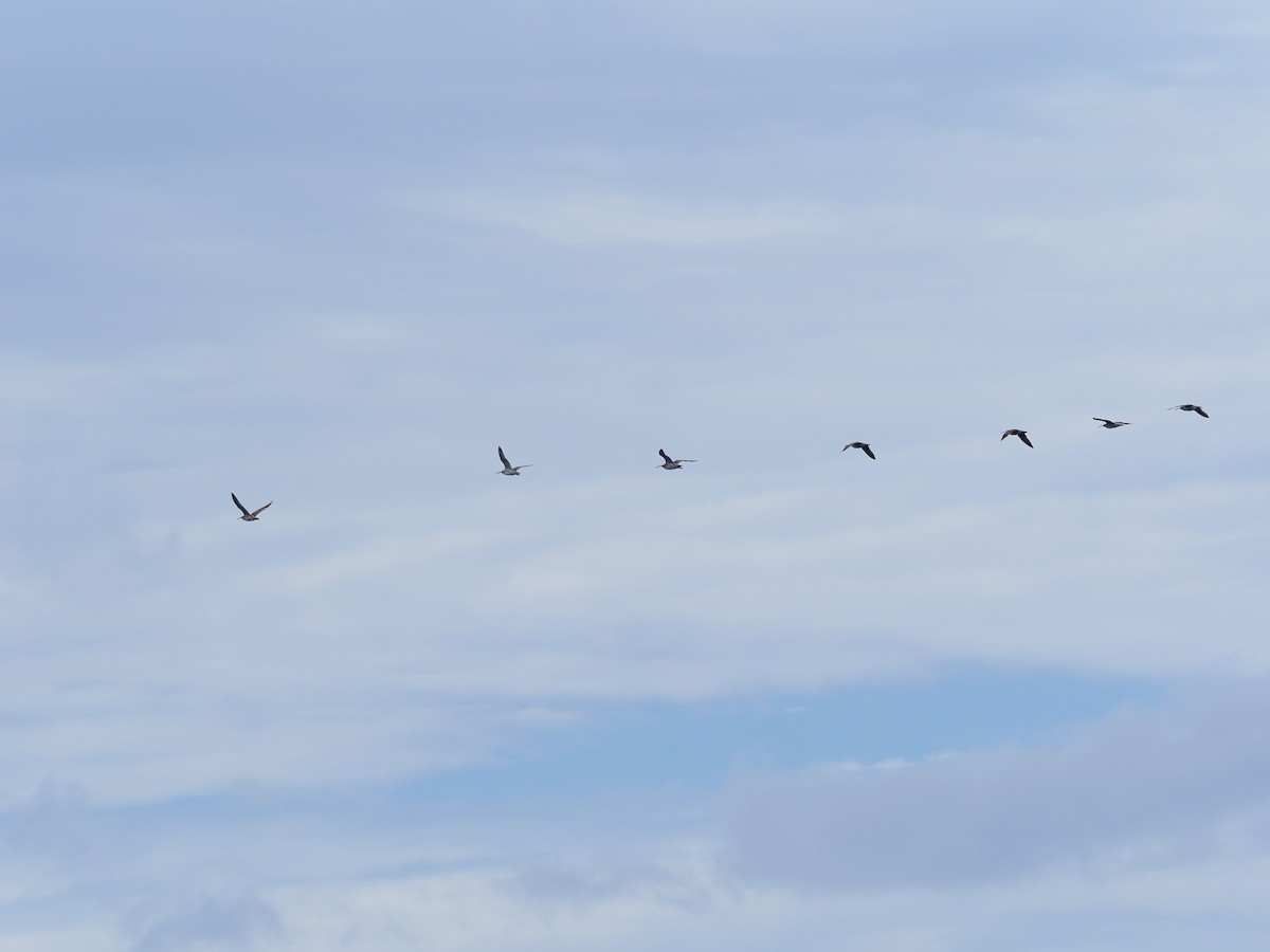 チュウシャクシギ（variegatus/rogachevae） - ML641536662