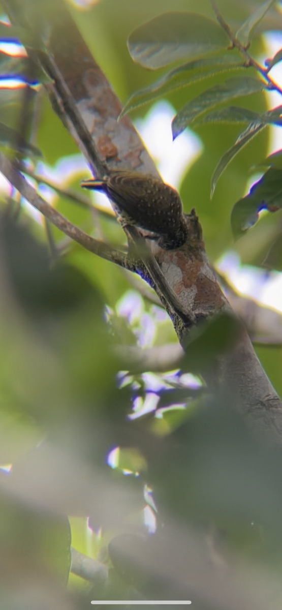 Golden-spangled Piculet - ML641536684