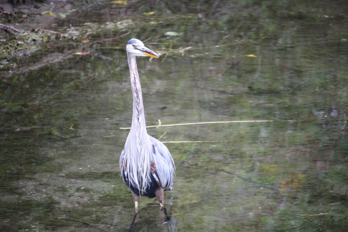 Great Blue Heron - ML641536696