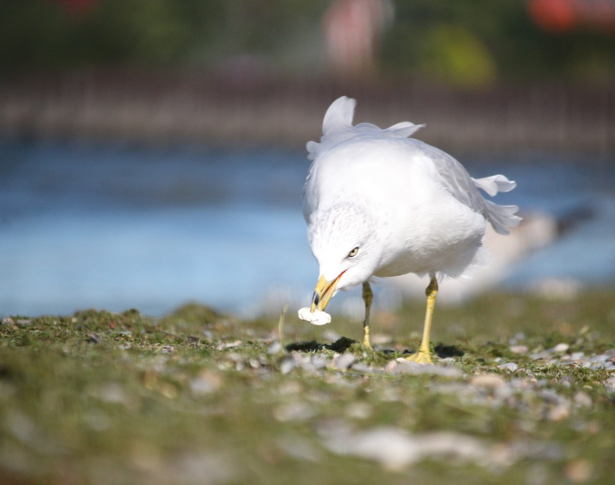 Ring-billed Gull - ML641536697
