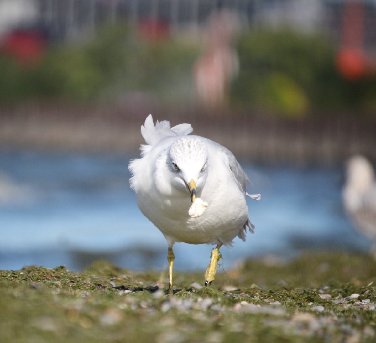 Ring-billed Gull - ML641536698
