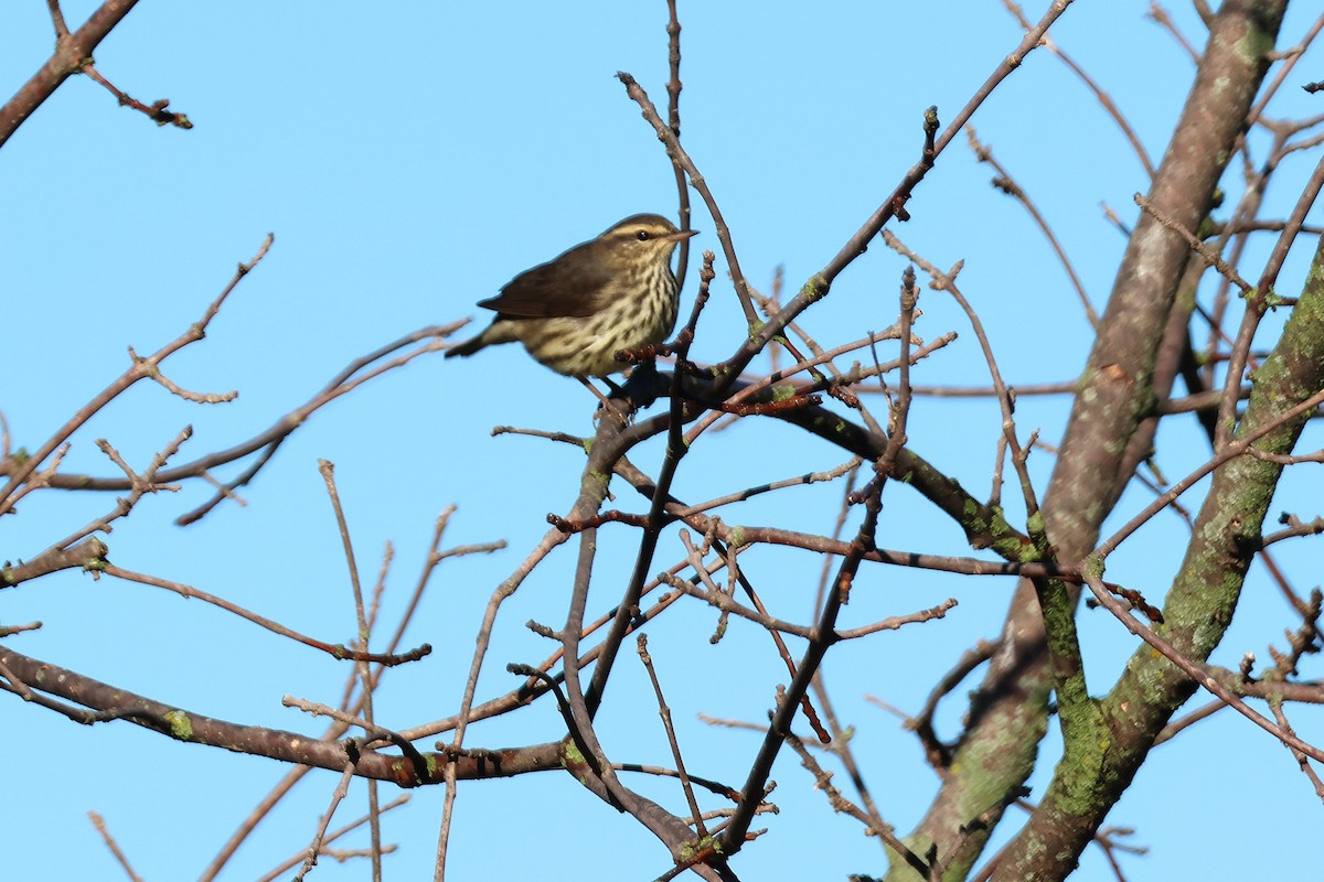 Northern Waterthrush - ML641536700