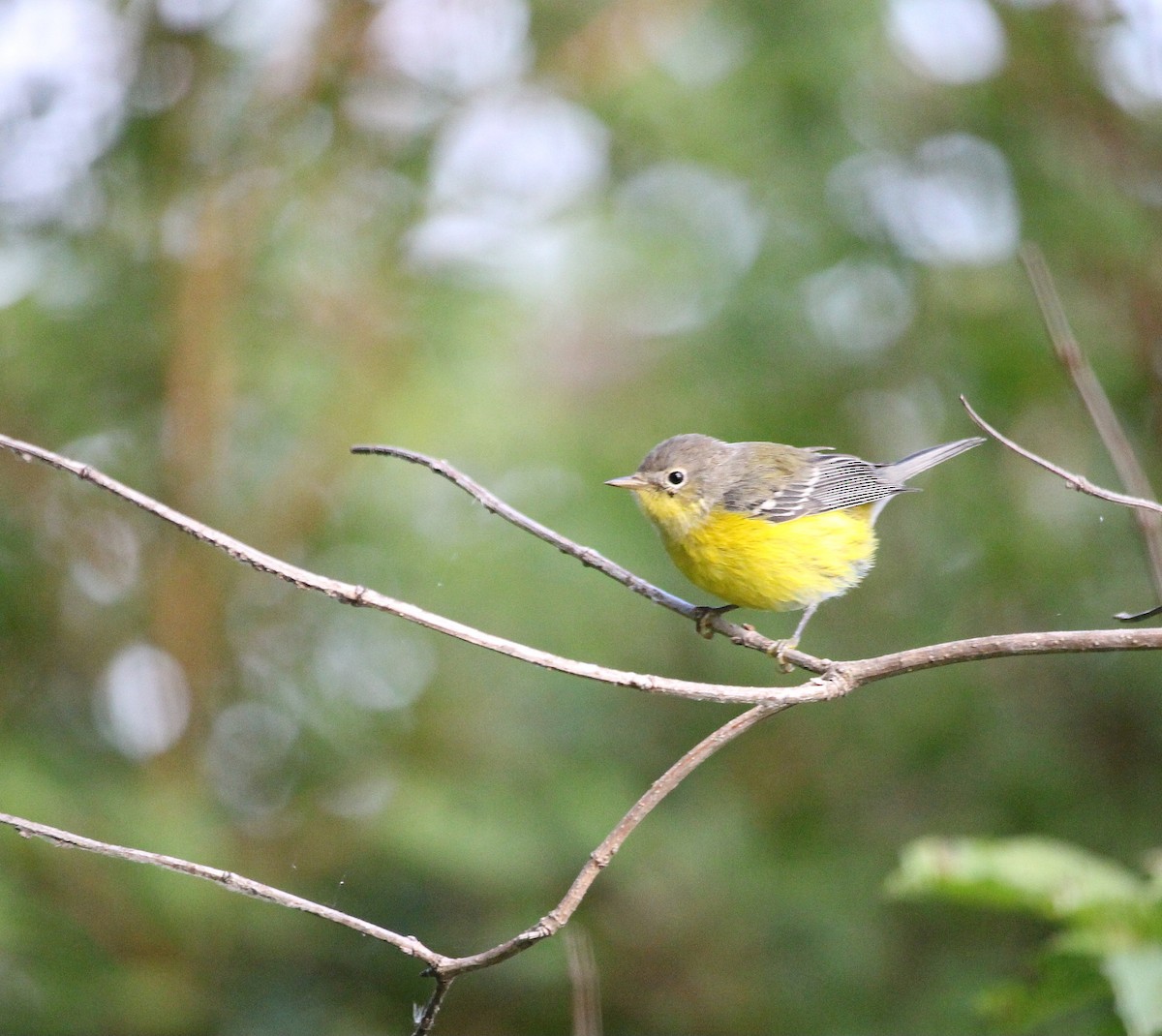 Magnolia Warbler - ML641536704