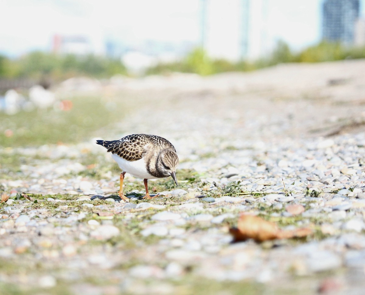 Ruddy Turnstone - ML641536710