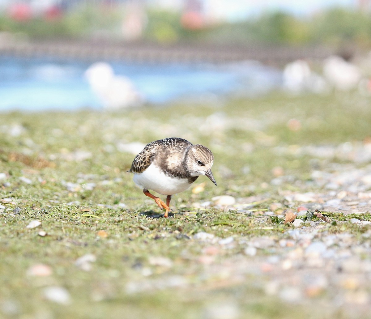 Ruddy Turnstone - ML641536711