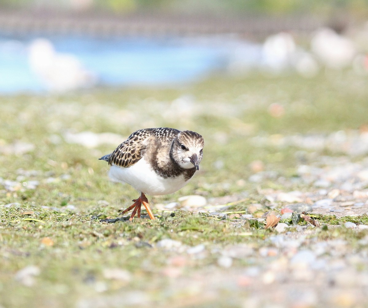Ruddy Turnstone - ML641536712