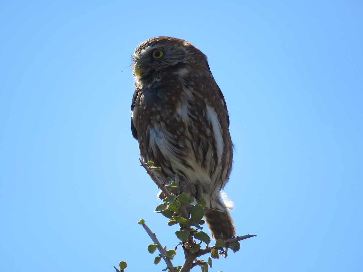 Austral Pygmy-Owl - ML641536713