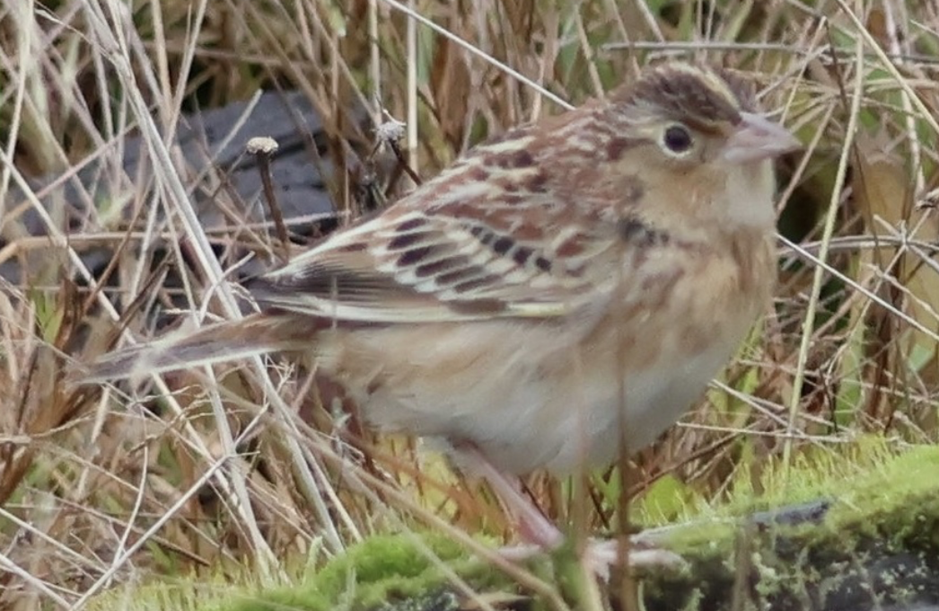 Grasshopper Sparrow - ML641536715