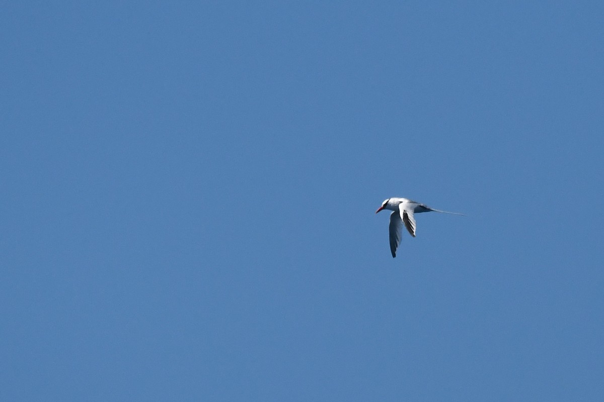 Red-billed Tropicbird - ML641536721