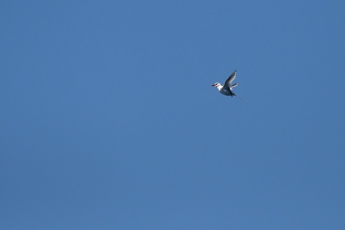 Red-billed Tropicbird - ML641536722