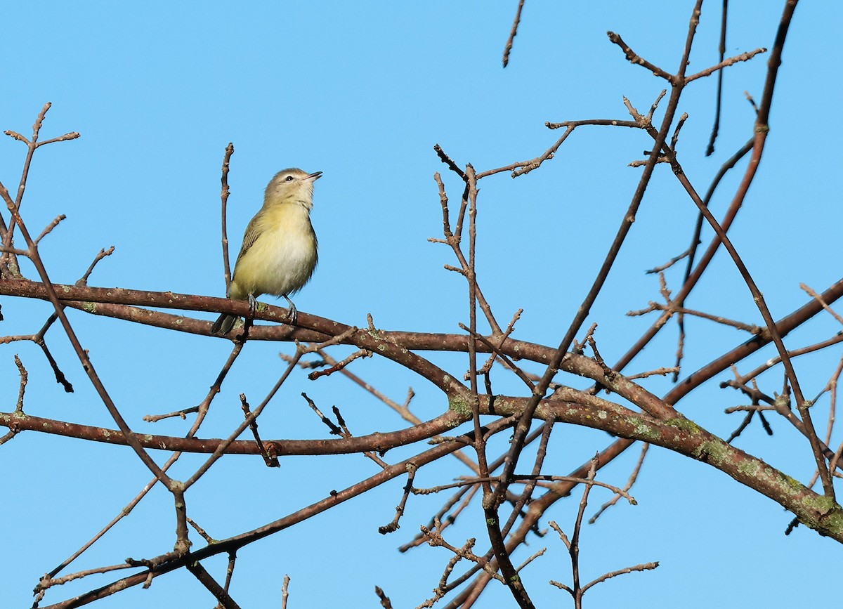 Warbling Vireo - ML641536725