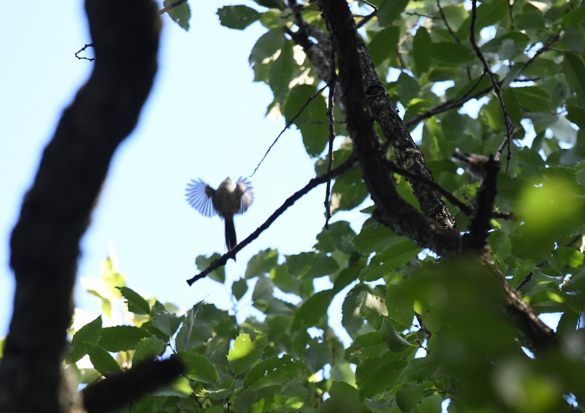 Long-tailed Tit (europaeus Group) - ML641536759