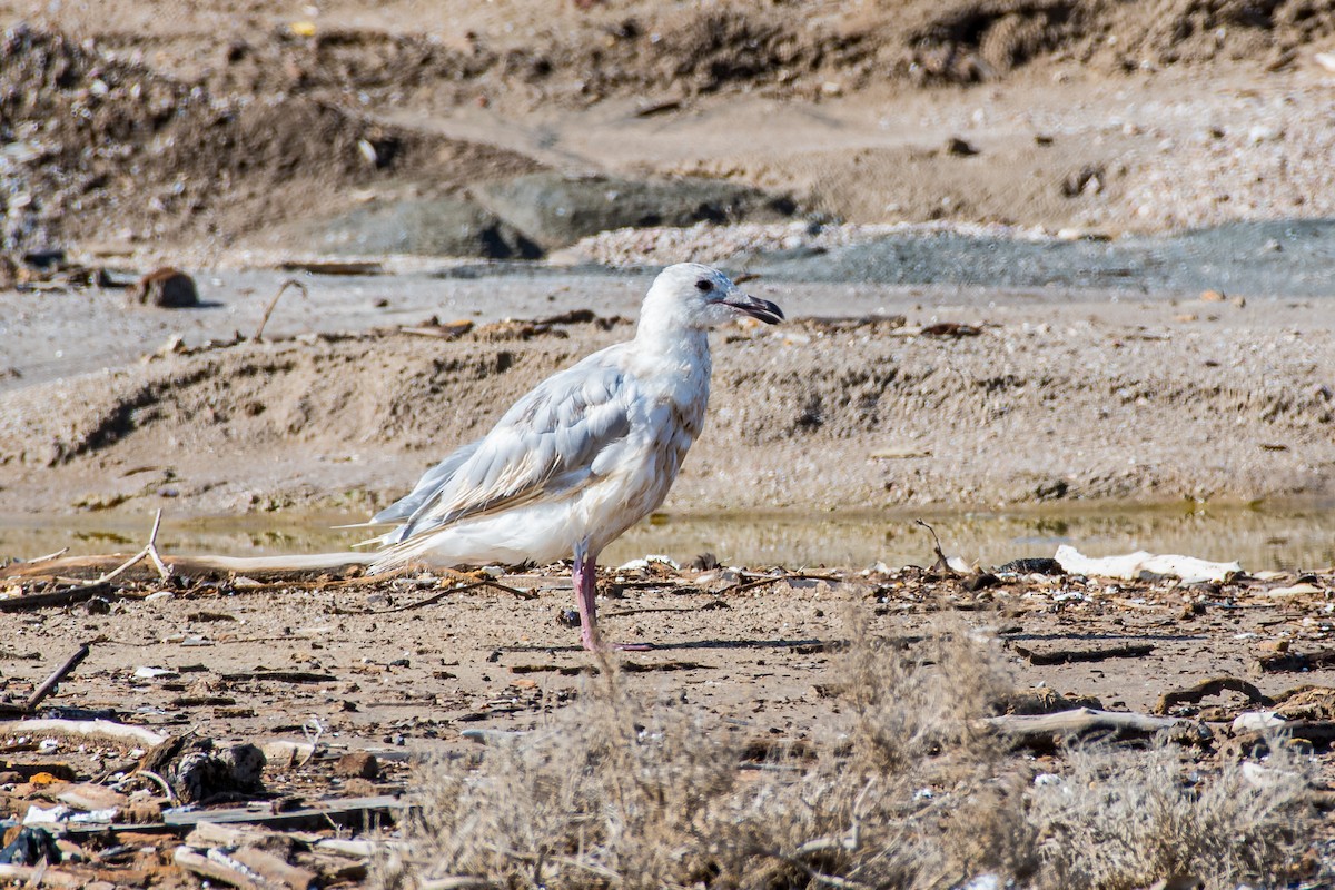 Glaucous-winged Gull - ML641536782