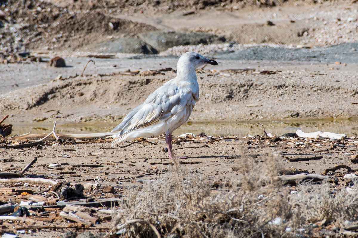 Glaucous-winged Gull - ML641536784