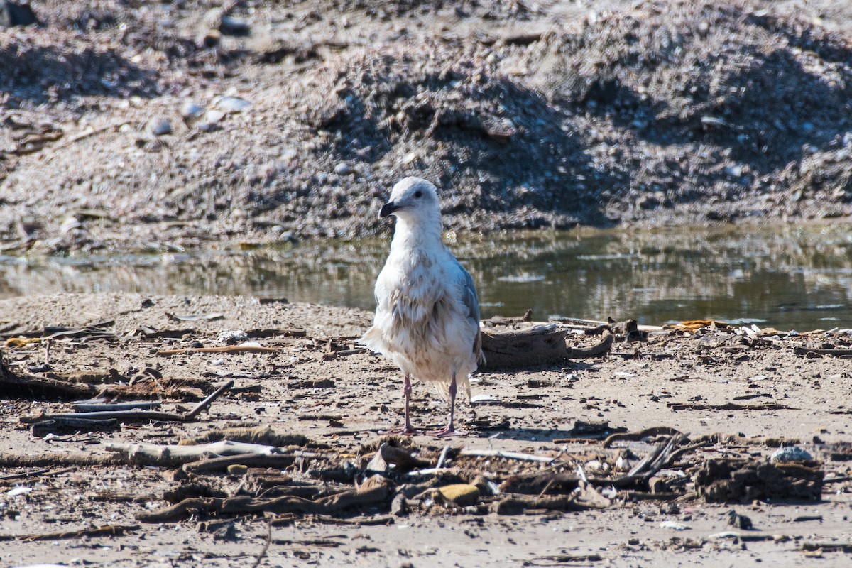 Glaucous-winged Gull - ML641536785