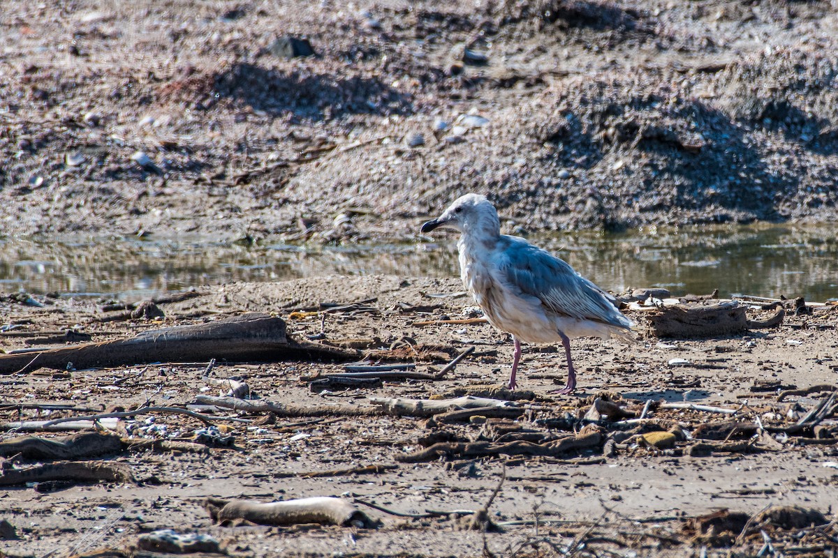 Glaucous-winged Gull - ML641536787