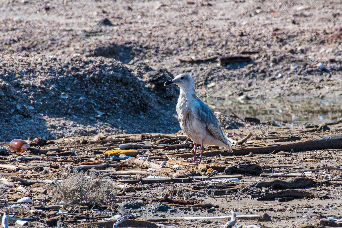 Glaucous-winged Gull - ML641536789