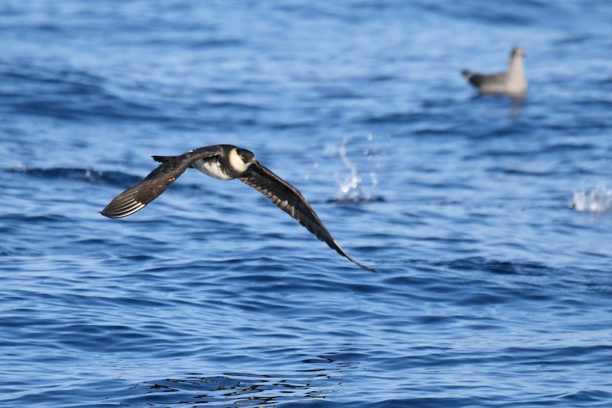 Pomarine Jaeger - ML641536800