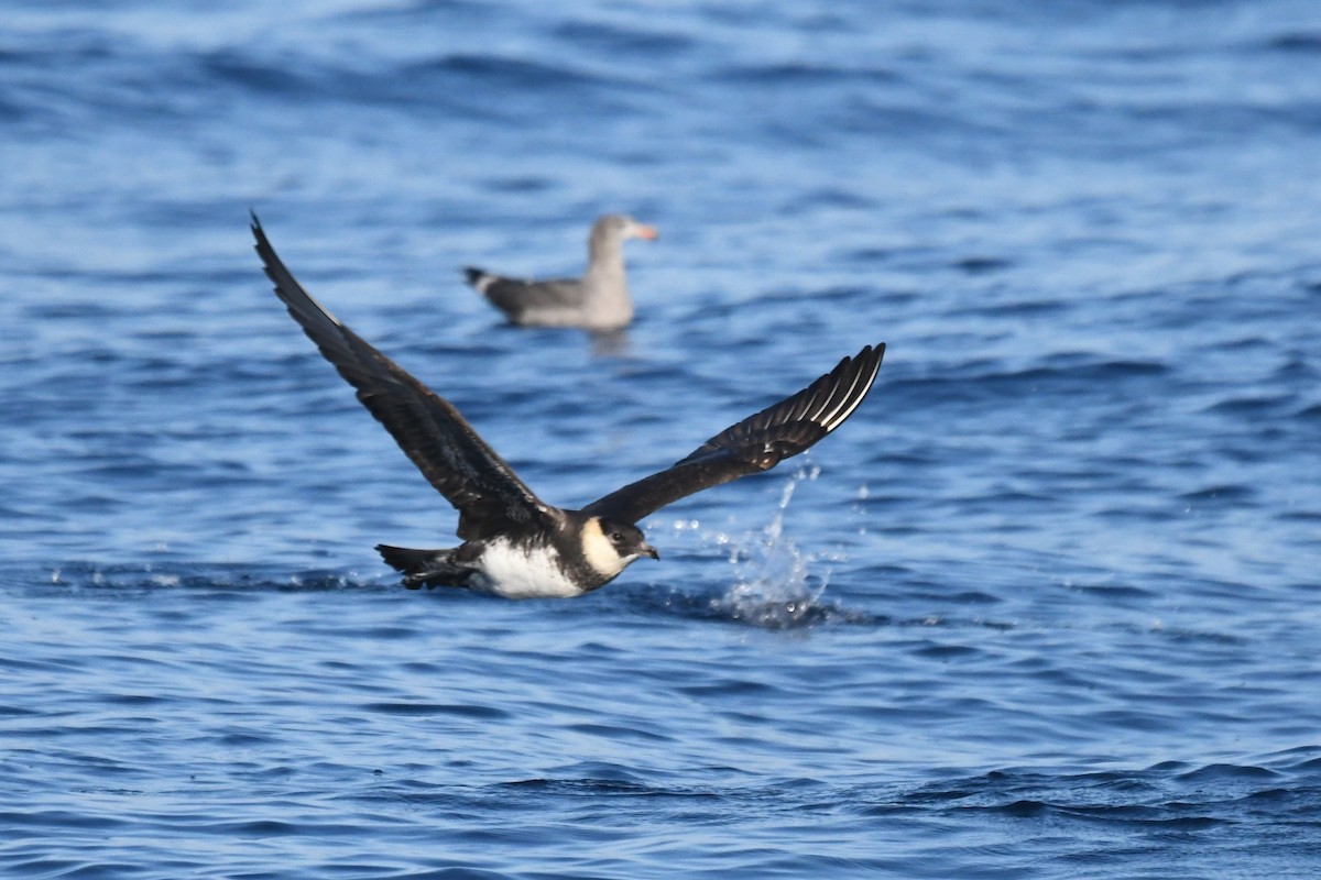 Pomarine Jaeger - ML641536801