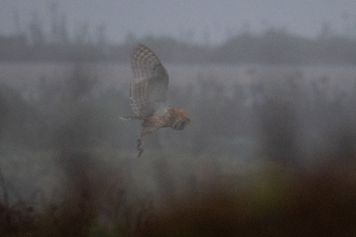 American Barn Owl - ML641536811