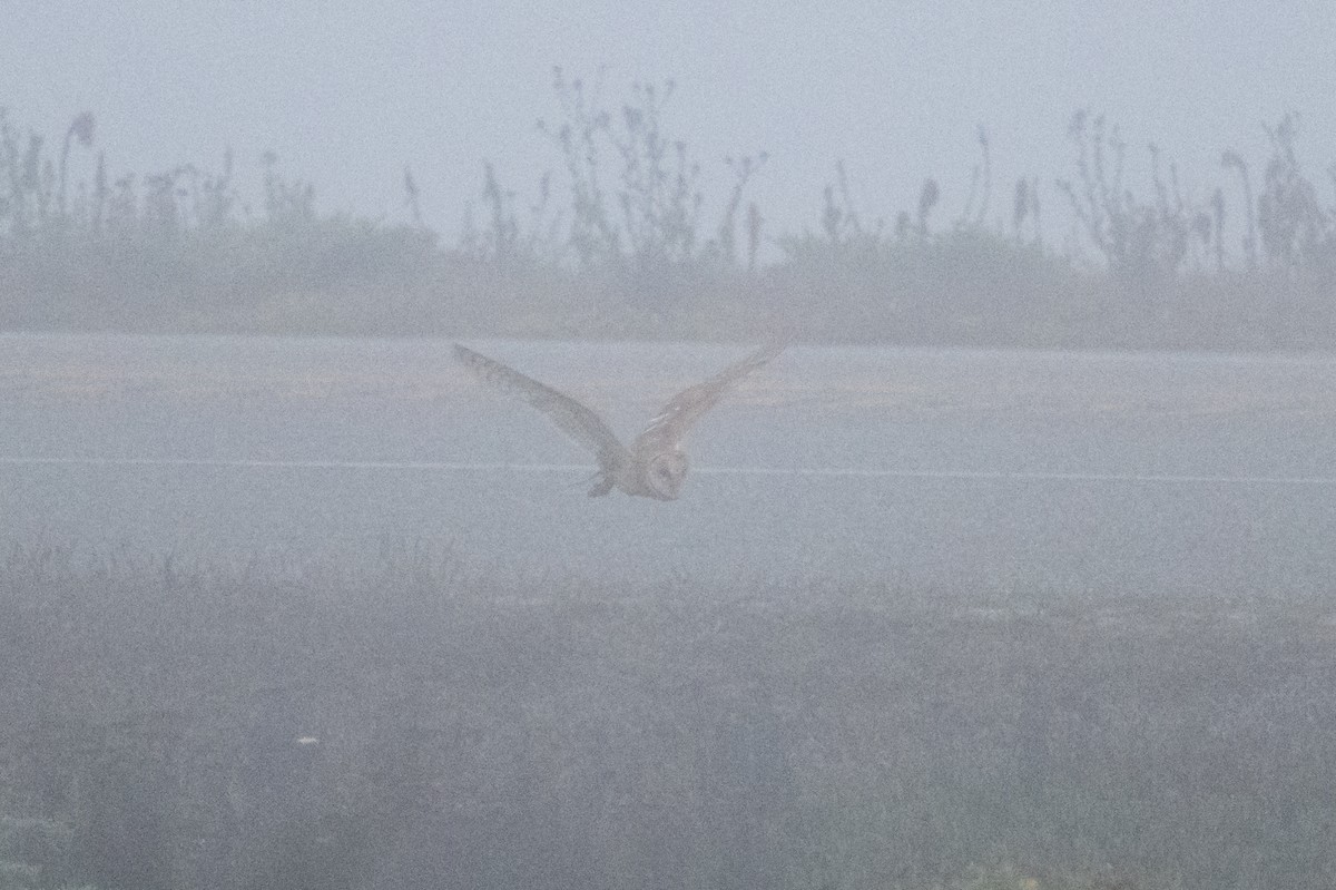 American Barn Owl - ML641536812
