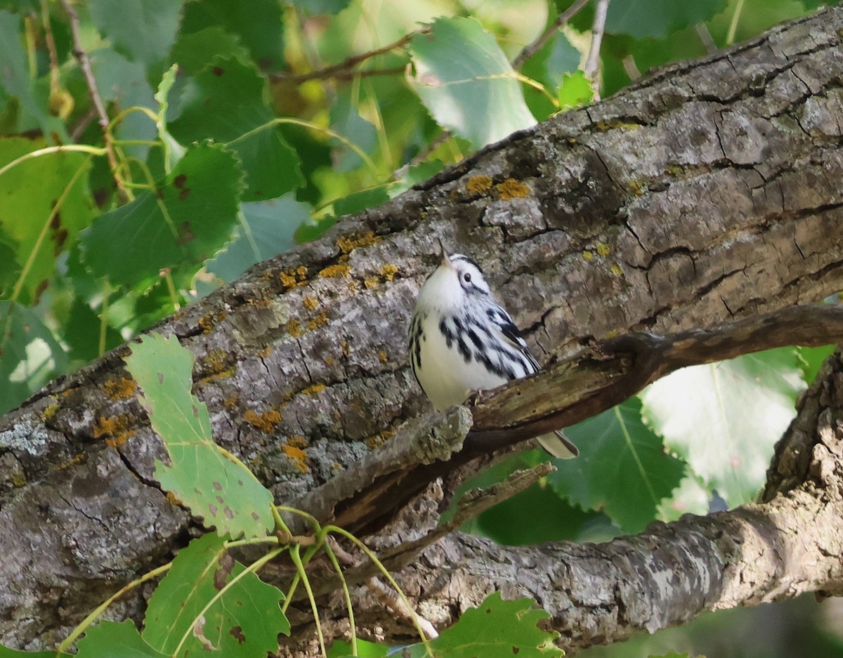 Black-and-white Warbler - ML641536836