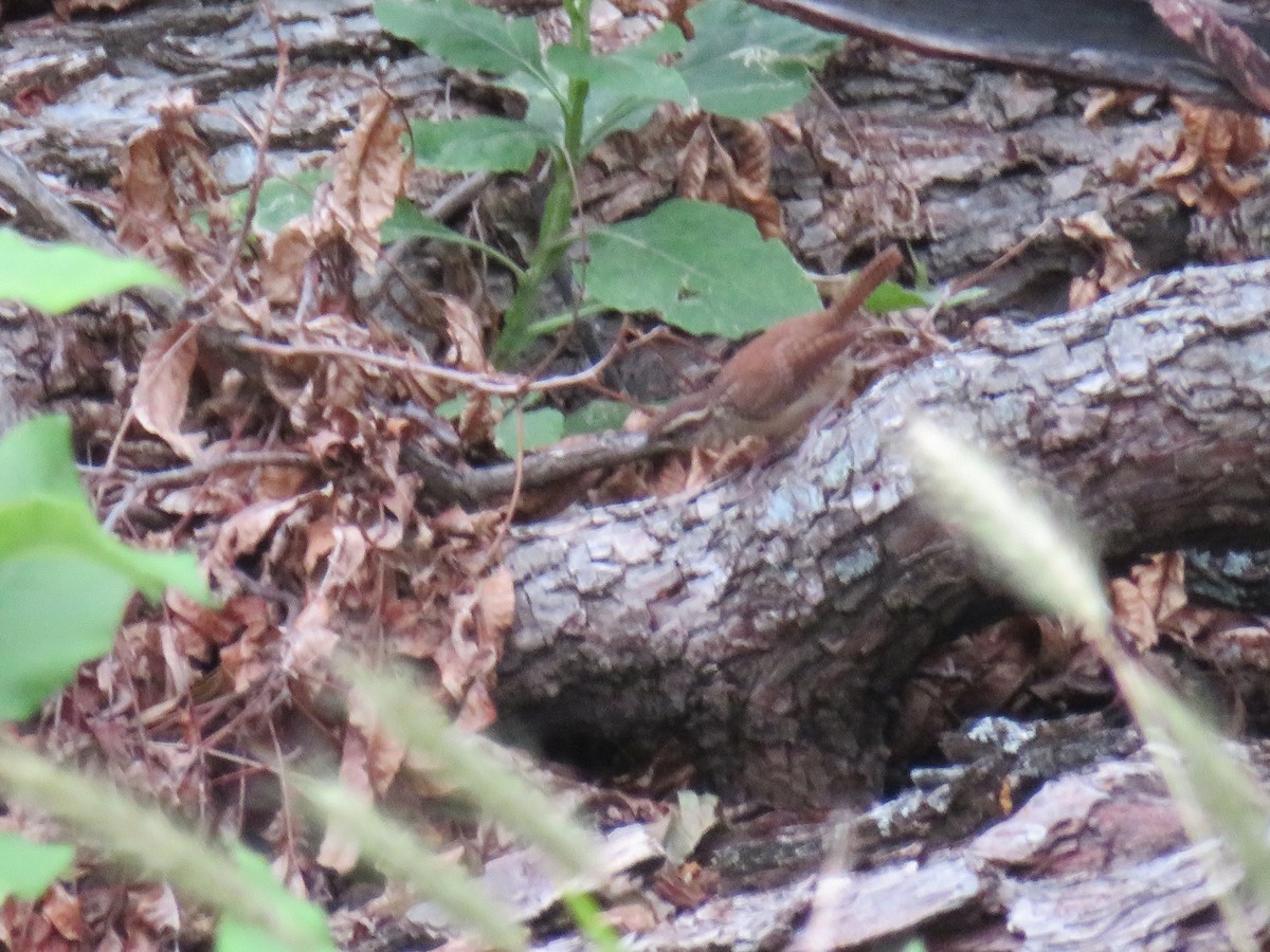 Carolina Wren - ML641536844